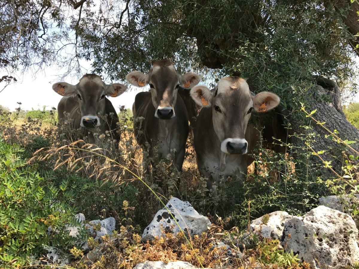 Casa Farfaglia Guest House Noto Bagian luar foto